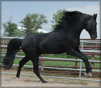 Slush Creek Walkers Tennessee Walking Horse Ranch Horse - CRUISE